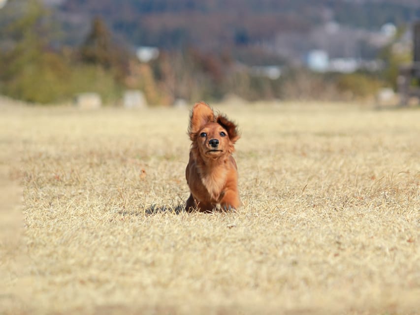 カニンヘンダックスフンド ミスト&竹千代の子犬 シェーデットレッド 女の子（3）