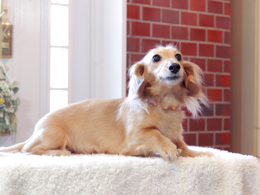 ミニチュアダックスフンド ミミちゃん