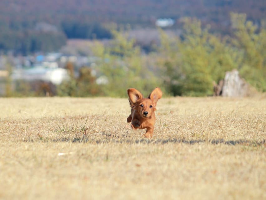 カニンヘンダックスフンド ミスト&竹千代の子犬 シェーデットレッド 女の子（3）