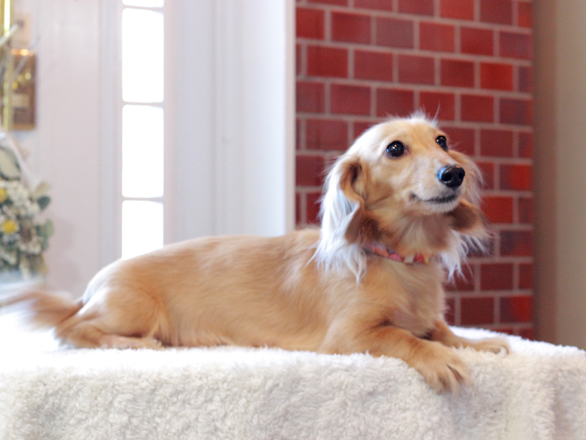 ミニチュアダックスフンド ミミちゃん