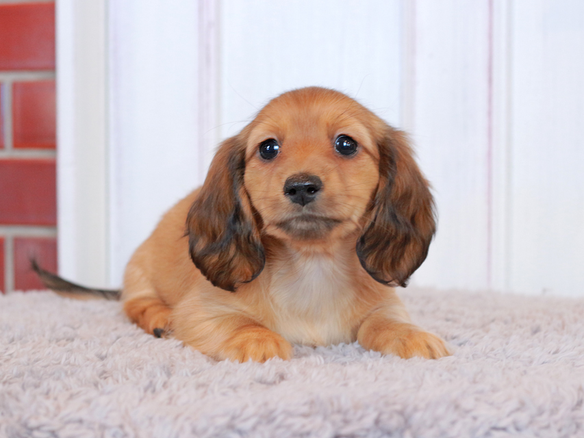 ミニチュア ダックスフンド ミミ&竹千代CHの子犬 レッド 女の子 