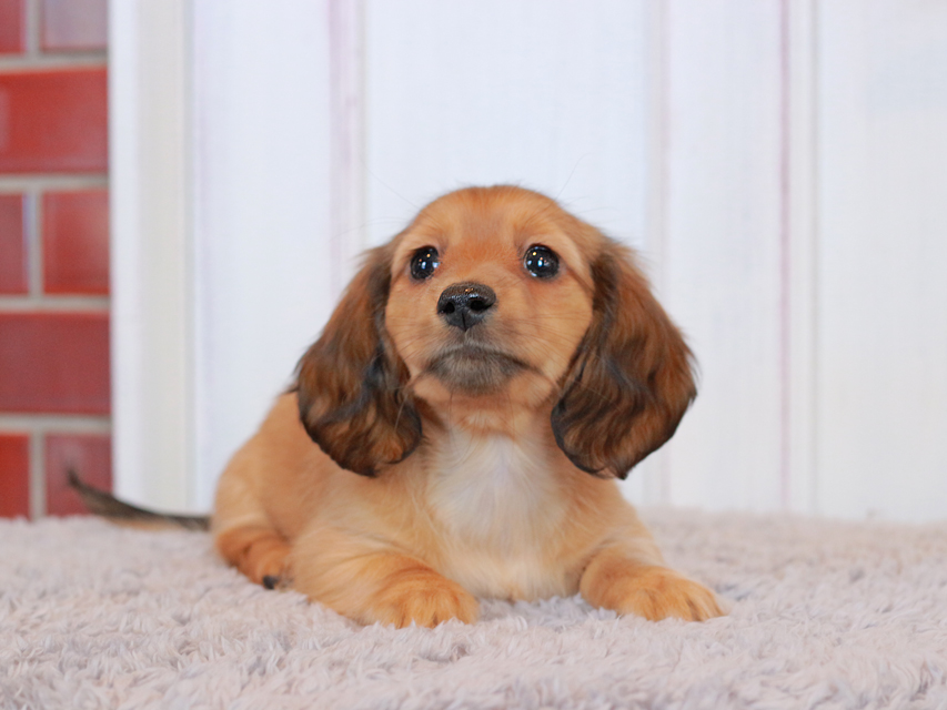 ミニチュア ダックスフンド ミミ&竹千代CHの子犬 レッド 女の子 