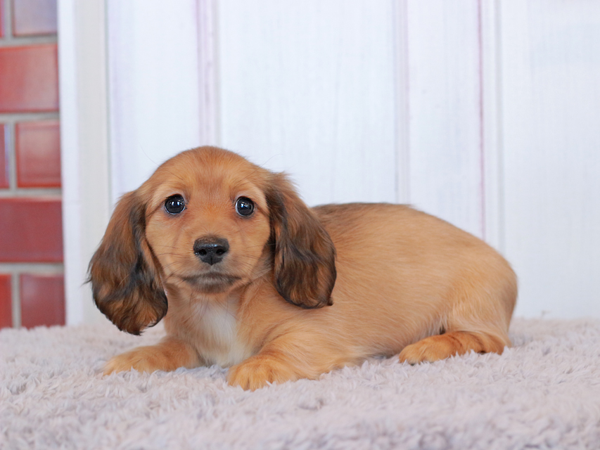 ミニチュア ダックスフンド ミミ&竹千代CHの子犬 レッド 女の子 