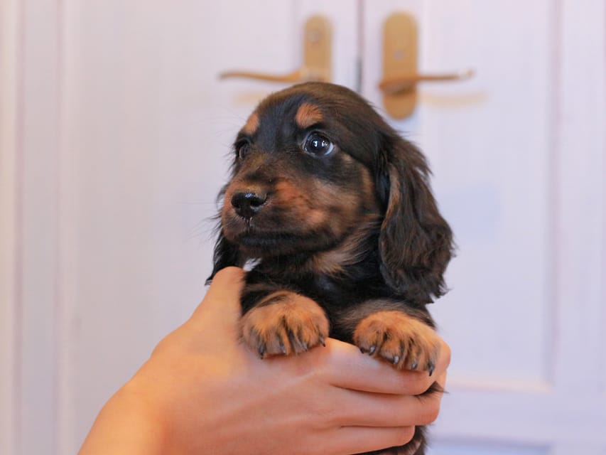 ミニチュアダックスフンド メイプル&デンゼルの子犬 ブラタン 男の子