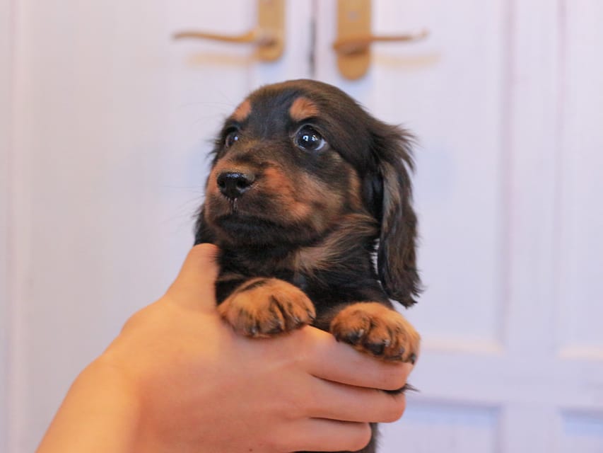 ミニチュアダックスフンド メイプル&デンゼルの子犬 ブラタン 男の子
