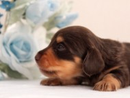 カニンヘン ダックスフンド 子犬 チョコ＆タン男の子