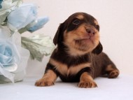 カニンヘン ダックスフンド 子犬 チョコ＆タン男の子