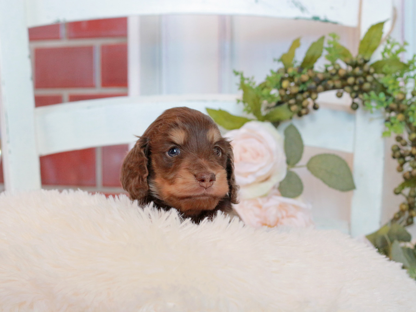 カニンヘン ダックスフンド ココ&朝日の子犬 チョコイエロー(チョコクリーム) 男の子IMG_2839 カニンヘン ダックスフンド ココ&朝日の子犬 チョコイエロー(チョコクリーム) 男の子