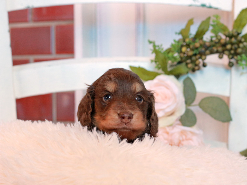 カニンヘン ダックスフンド ココ&朝日の子犬 チョコイエロー(チョコクリーム) 男の子IMG_2843 カニンヘン ダックスフンド ココ&朝日の子犬 チョコイエロー(チョコクリーム) 男の子