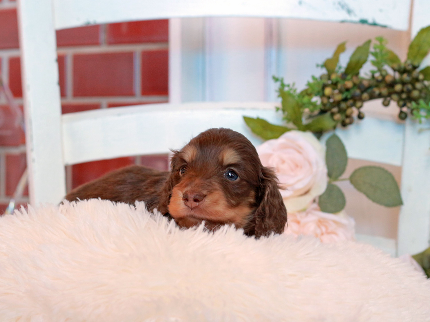 カニンヘン ダックスフンド ココ&朝日の子犬 チョコイエロー(チョコクリーム) 男の子IMG_2847 カニンヘン ダックスフンド ココ&朝日の子犬 チョコイエロー(チョコクリーム) 男の子