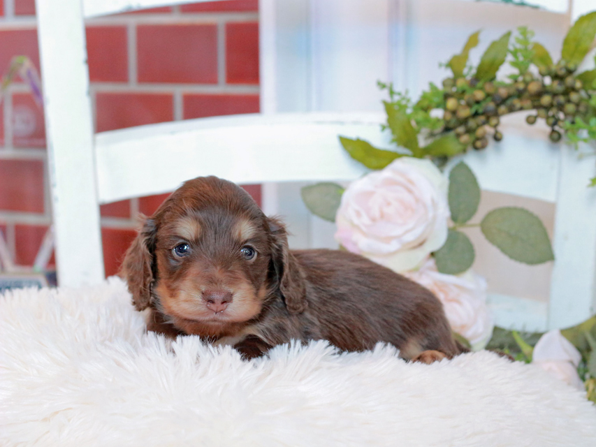 カニンヘン ダックスフンド ココ&朝日の子犬 チョコイエロー(チョコクリーム) 男の子IMG_2856 カニンヘン ダックスフンド ココ&朝日の子犬 チョコイエロー(チョコクリーム) 男の子