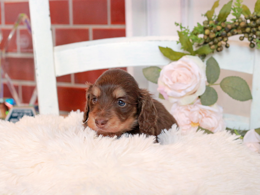 カニンヘン ダックスフンド ココ&朝日の子犬 チョコイエロー(チョコクリーム) 男の子IMG_2861 カニンヘン ダックスフンド ココ&朝日の子犬 チョコイエロー(チョコクリーム) 男の子