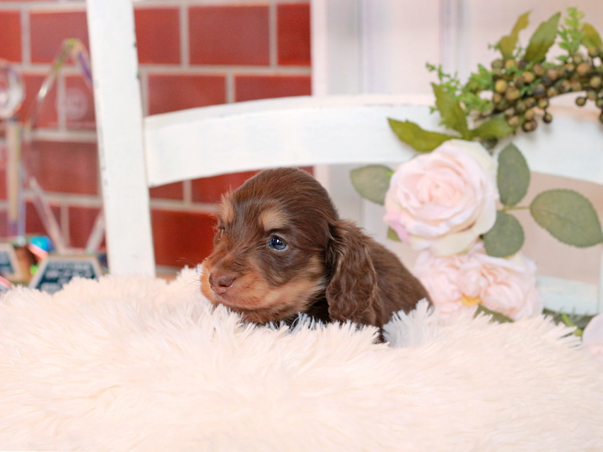 カニンヘン ダックスフンド ココ&朝日の子犬 チョコイエロー(チョコクリーム) 男の子IMG_2862 カニンヘン ダックスフンド ココ&朝日の子犬 チョコイエロー(チョコクリーム) 男の子