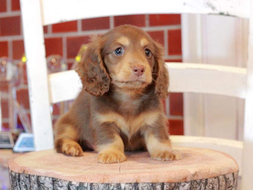 カニンヘン ダックスフンド ココ&朝日の子犬 チョコタン 男の子