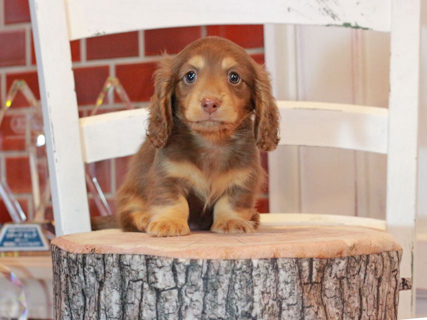 カニンヘン ダックスフンド ココ&朝日の子犬 チョコタン 男の子
