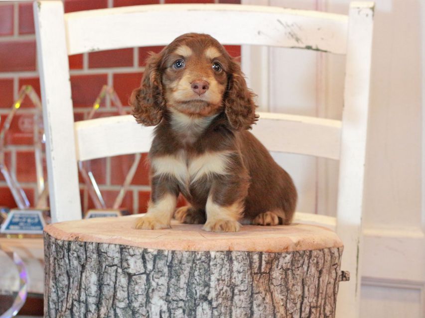 カニンヘン ダックスフンド ココ&朝日の子犬 チョコイエロー（チョコクリーム） 男の子