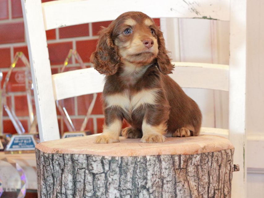 カニンヘン ダックスフンド ココ&朝日の子犬 チョコイエロー（チョコクリーム） 男の子