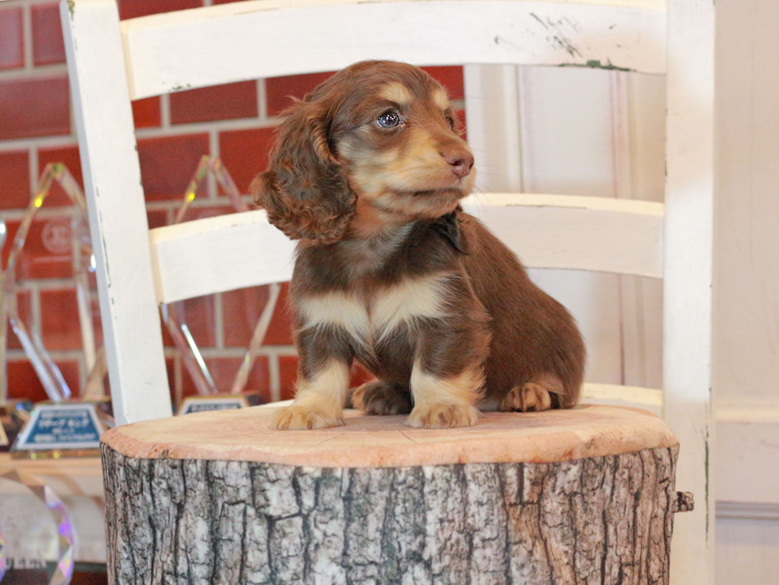 カニンヘン ダックスフンド ココ&朝日の子犬 チョコイエロー（チョコクリーム） 男の子