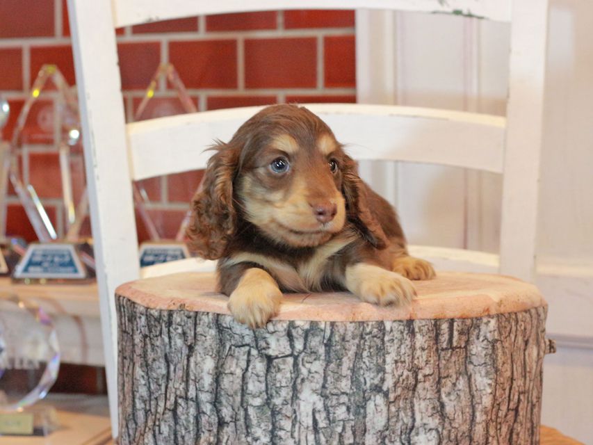 カニンヘン ダックスフンド ココ&朝日の子犬 チョコイエロー（チョコクリーム） 男の子