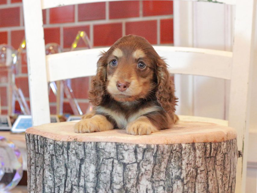カニンヘン ダックスフンド ココ&朝日の子犬 チョコイエロー（チョコクリーム） 男の子