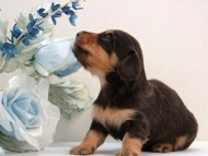 カニンヘン ダックスフンド 子犬 チョコ＆タン男の子