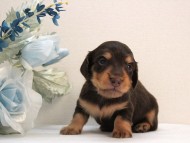 カニンヘン ダックスフンド 子犬 チョコ＆タン男の子