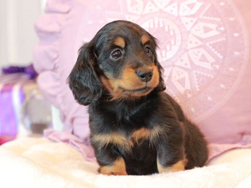 カニンヘン ダックスフンド ナンシーcs & ナイトの子犬 ブラタン 男の子