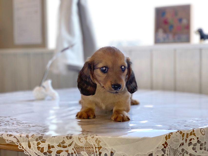 ミニチュアダックスフンド ララ & 竹千代の子犬 レッド 男の子（1）