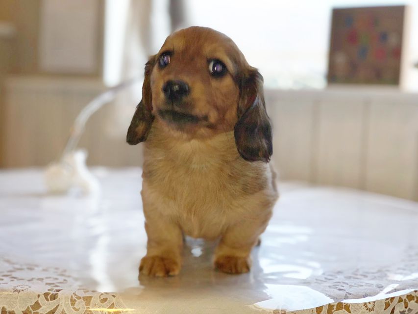 ミニチュアダックスフンド ララ & 竹千代の子犬 レッド 男の子（1）