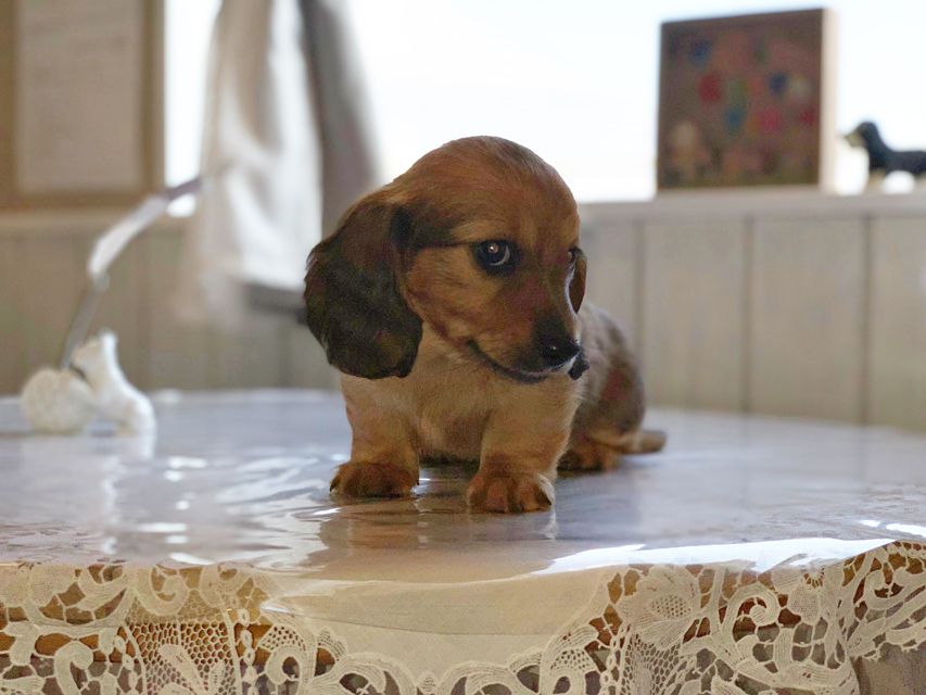 ミニチュアダックスフンド ララ & 竹千代の子犬 レッド 男の子（1）