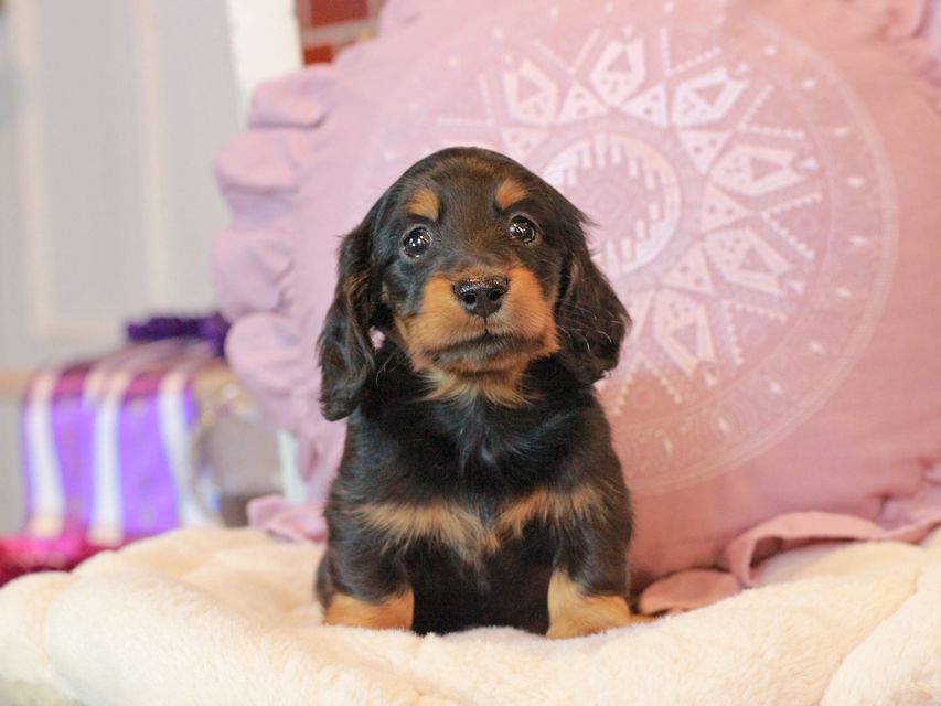 カニンヘン ダックスフンド ナンシーcs & ナイトの子犬 ブラタン 男の子