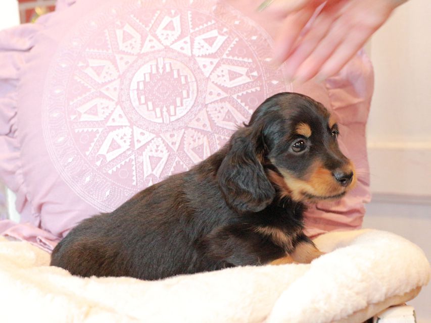 カニンヘン ダックスフンド ナンシーcs & ナイトの子犬 ブラタン 男の子