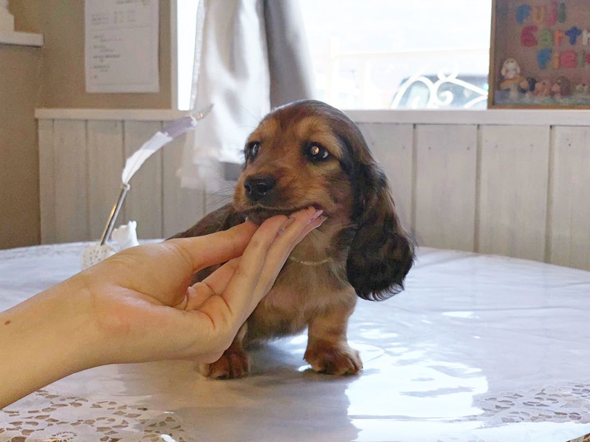 ミニチュアダックスフンド ララ & 竹千代の子犬 レッド 男の子（2）