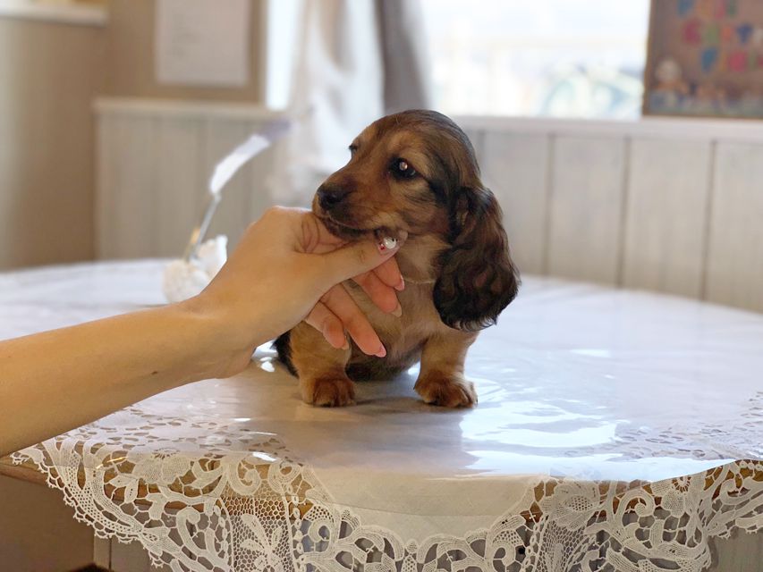ミニチュアダックスフンド ララ & 竹千代の子犬 レッド 男の子（2）
