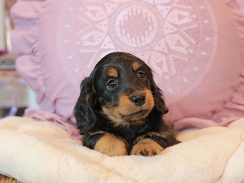 カニンヘン ダックスフンド ナンシーcs & ナイトの子犬 ブラタン 男の子