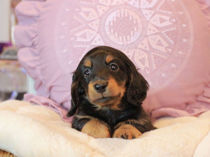 カニンヘン ダックスフンド ナンシーcs & ナイトの子犬 ブラタン 男の子