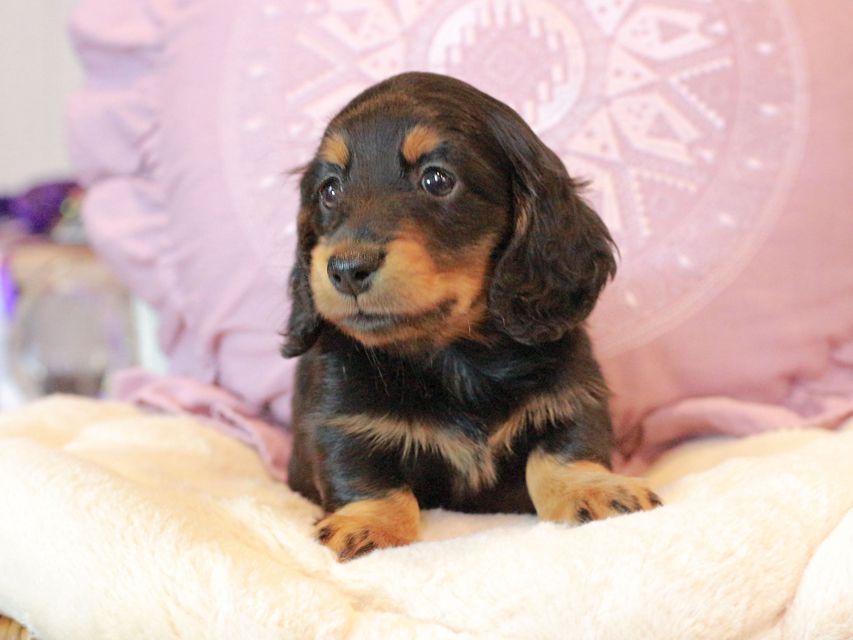 カニンヘン ダックスフンド ナンシーcs & ナイトの子犬 ブラタン 男の子