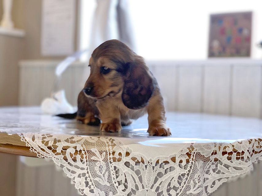 ミニチュアダックスフンド ララ & 竹千代の子犬 レッド 男の子（2）