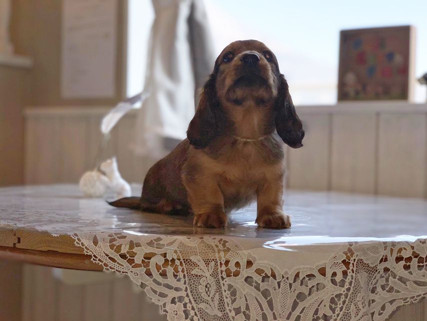 ミニチュアダックスフンド ララ & 竹千代の子犬 レッド 男の子（2）