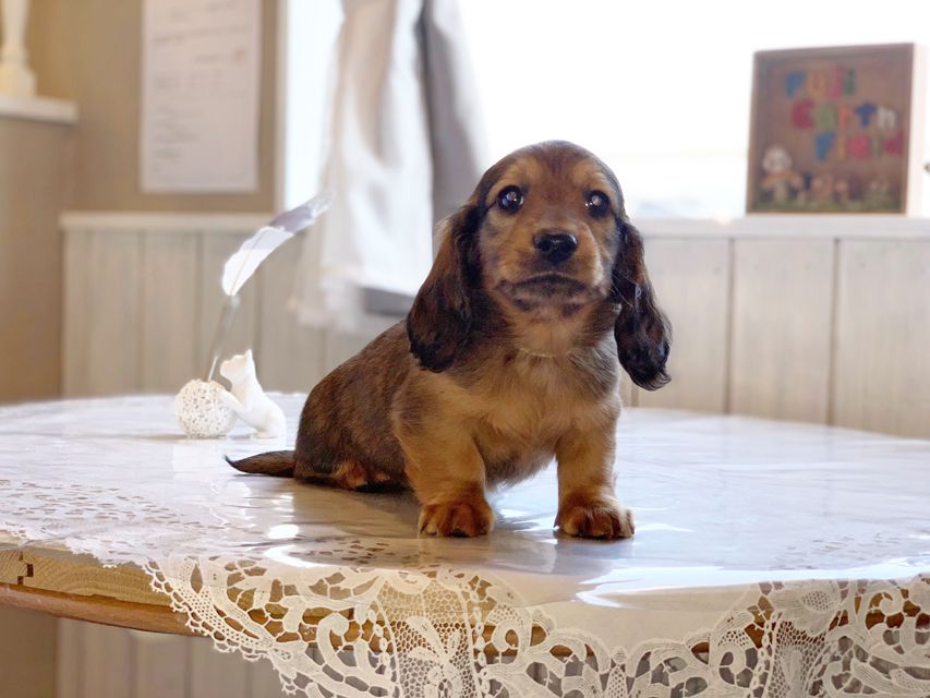ミニチュアダックスフンド ララ & 竹千代の子犬 レッド 男の子（2）