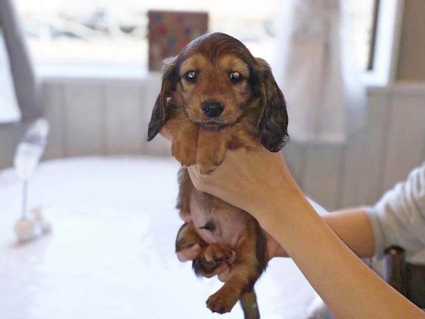 ミニチュアダックスフンド ララ & 竹千代の子犬 レッド 男の子（2）