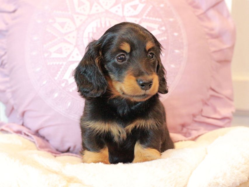 カニンヘン ダックスフンド ナンシーcs & ナイトの子犬 ブラタン 男の子