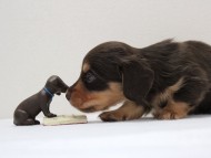 カニンヘーン ダックスフンド 子犬 チョコタン男の子 カニンヘーン ダックスフンド 子犬 チョコタン男の子