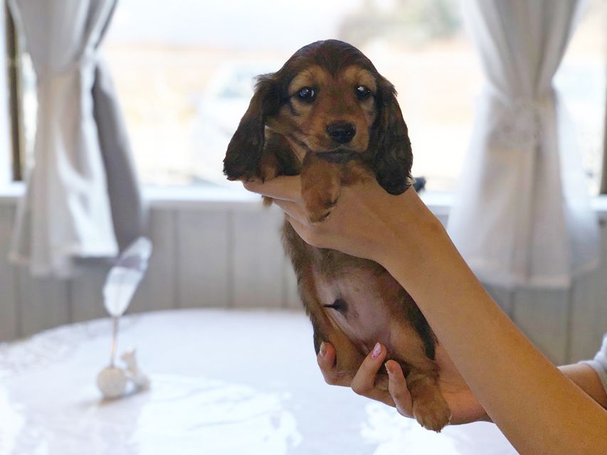 ミニチュアダックスフンド ララ & 竹千代の子犬 レッド 男の子（2）