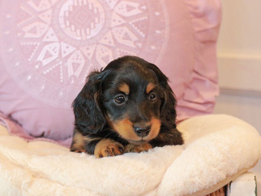 カニンヘン ダックスフンド ナンシーcs & ナイトの子犬 ブラタン 男の子