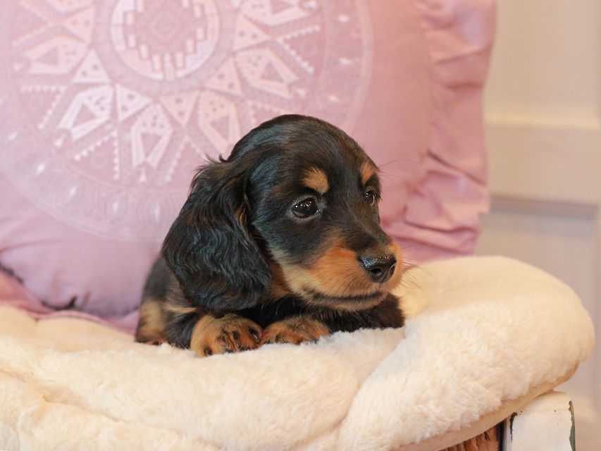 カニンヘン ダックスフンド ナンシーcs & ナイトの子犬 ブラタン 男の子