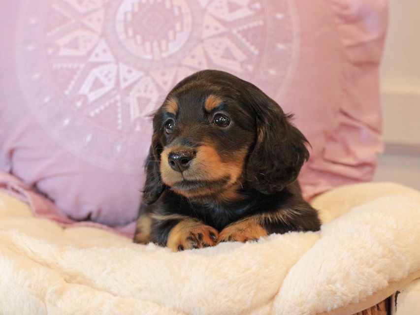 カニンヘン ダックスフンド ナンシーcs & ナイトの子犬 ブラタン 男の子