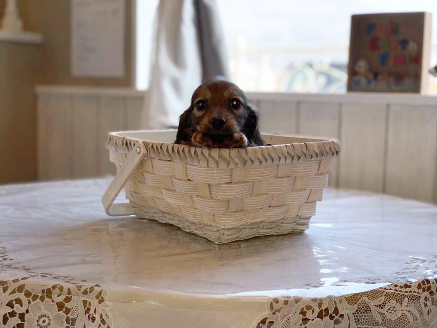 ミニチュアダックスフンド ララ & 竹千代の子犬 レッド or イエロー カラー考察中 女の子IMG_3089 ミニチュアダックスフンド ララ & 竹千代の子犬 レッド or イエロー カラー考察中 女の子