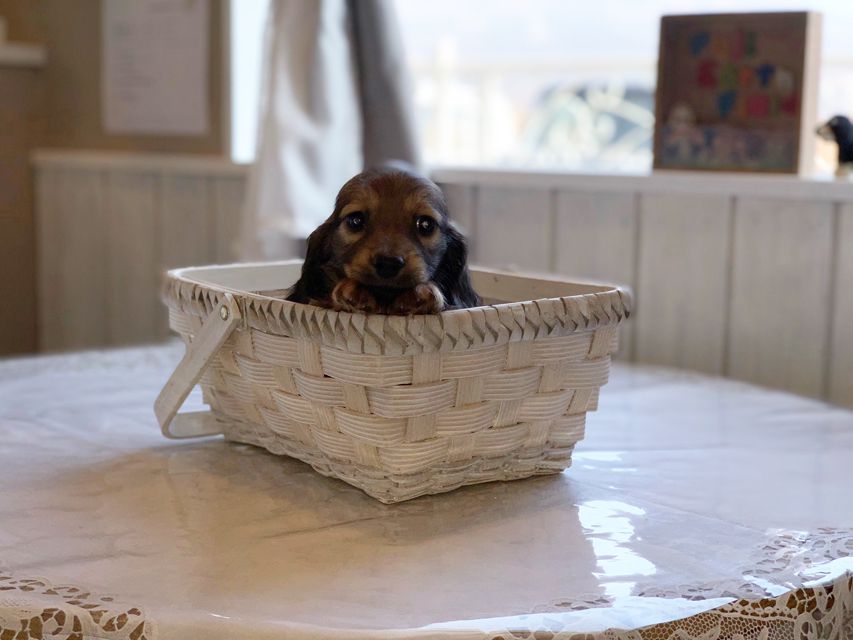 ミニチュアダックスフンド ララ & 竹千代の子犬 レッド or イエロー カラー考察中 女の子IMG_3090 ミニチュアダックスフンド ララ & 竹千代の子犬 レッド or イエロー カラー考察中 女の子