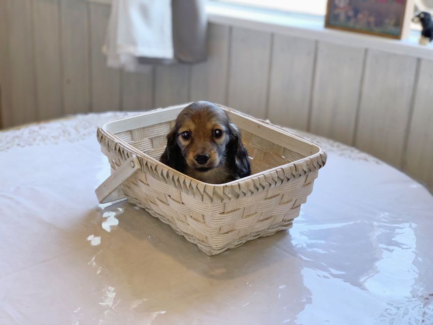ミニチュアダックスフンド ララ & 竹千代の子犬 レッド or イエロー カラー考察中 女の子IMG_3101 ミニチュアダックスフンド ララ & 竹千代の子犬 レッド or イエロー カラー考察中 女の子